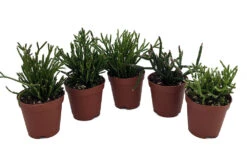 Drunkard's Dream Cactus/Spice Cactus - Rhipsalis - 5 Pack - 2" Pots