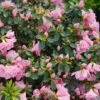 Perfecto Mundo™ Double Pink Azalea Rhododendron - 4" Pot - Proven Winners