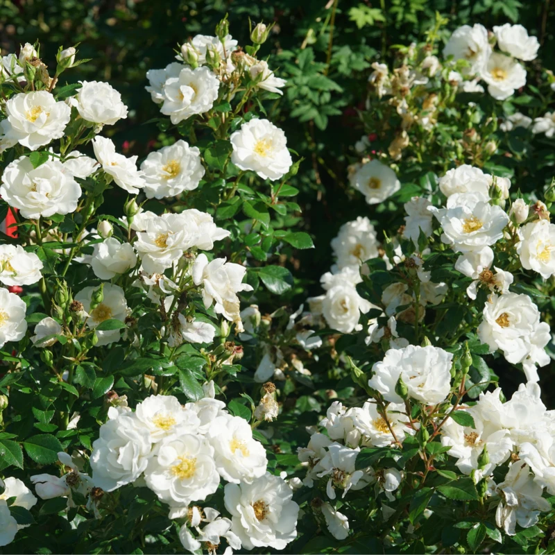 OSO EASY ICE BAY™ Landscape Rose - Proven Winners - 4" Pot - Image 2
