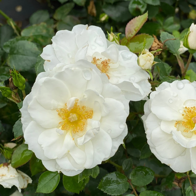 OSO EASY ICE BAY™ Landscape Rose - Proven Winners - 4" Pot