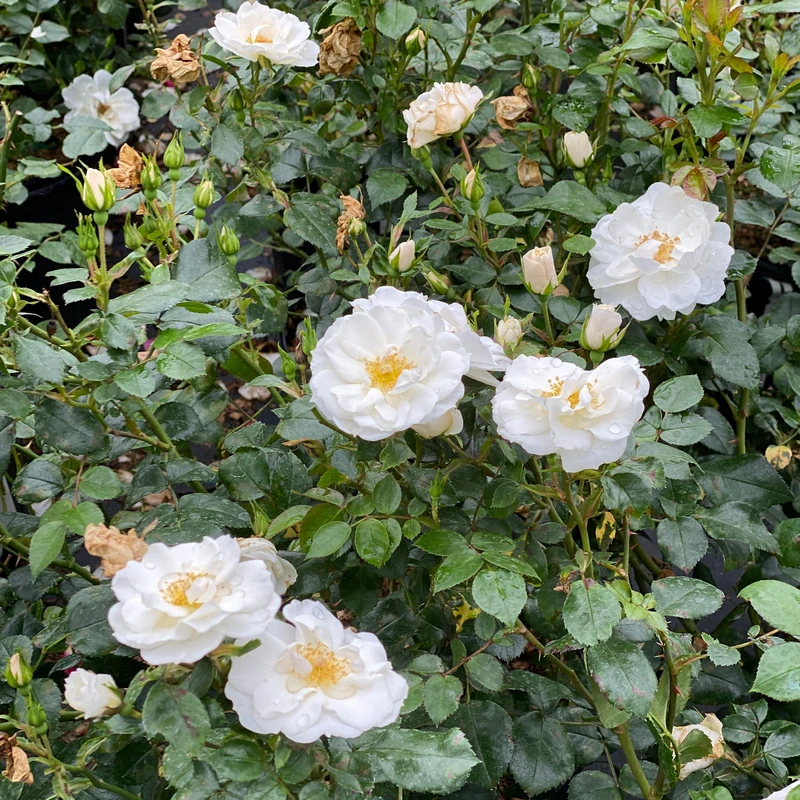 OSO EASY ICE BAY™ Landscape Rose - Proven Winners - 4" Pot - Image 3