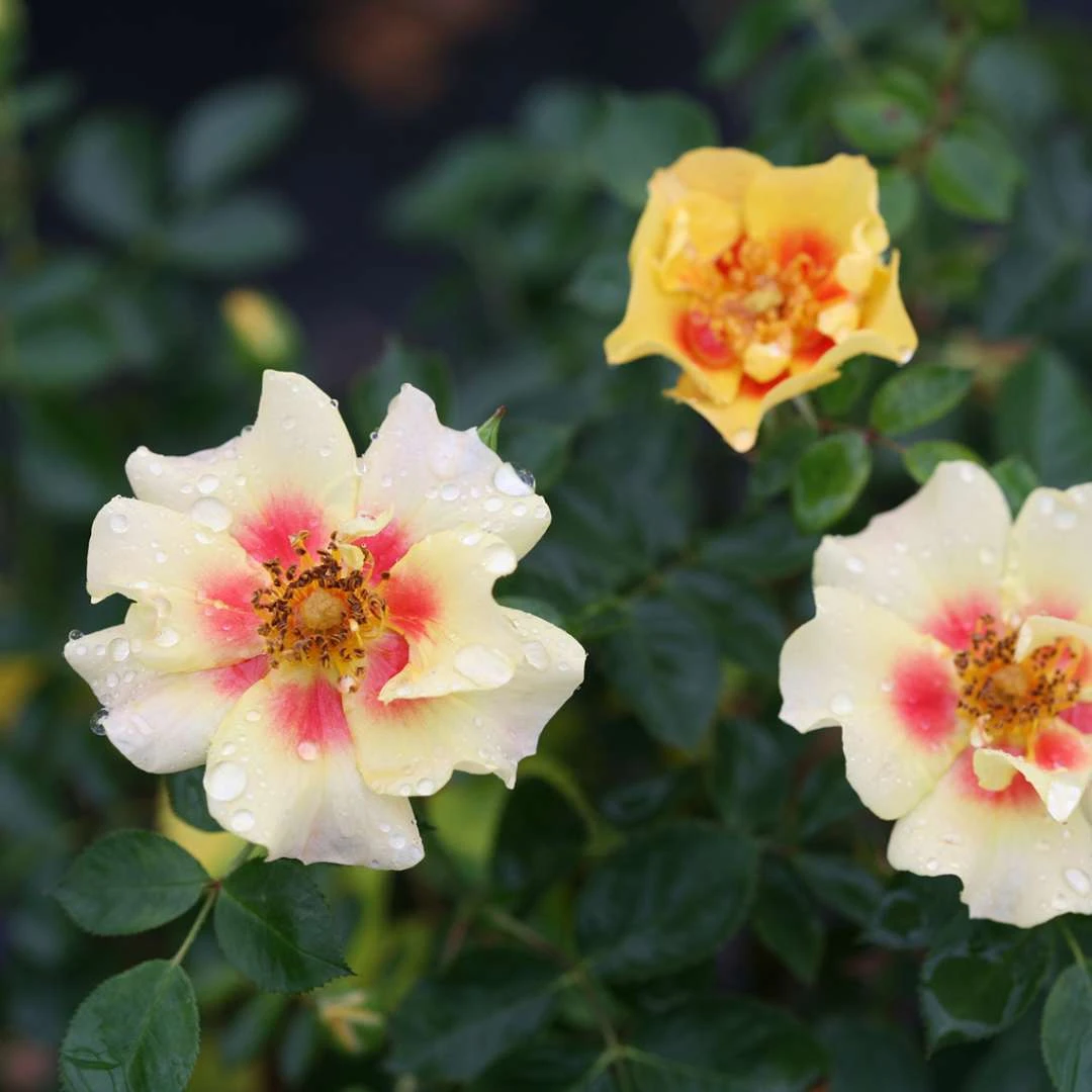 Ringo™ Landscape Rose - Proven Winners - 4" Pot - Image 2