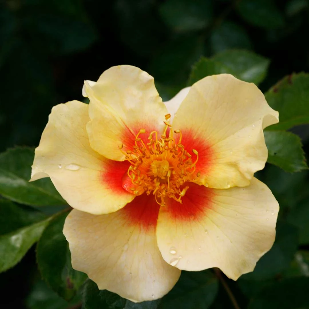 Ringo™ Landscape Rose - Proven Winners - 4" Pot - Image 3