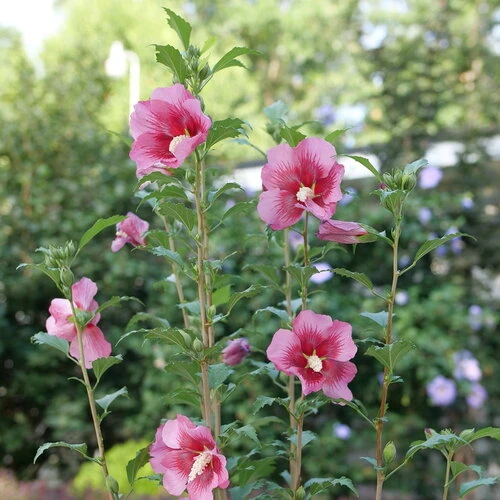 Red Pillar™ Rose Of Sharon - Hibiscus Syriacus - Proven Winners - 4" Pot - Image 3
