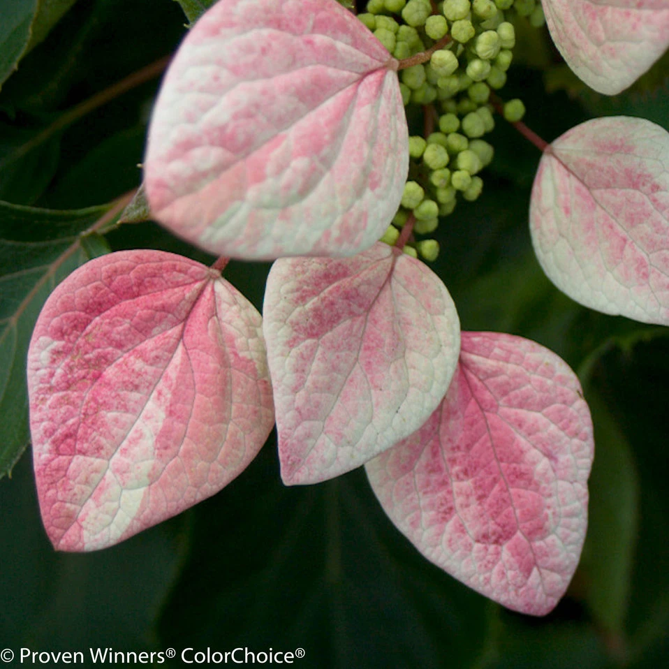 Rose Sensation False Hydrangea - 4" Pot - Schizophragma - Proven Winners - Image 4