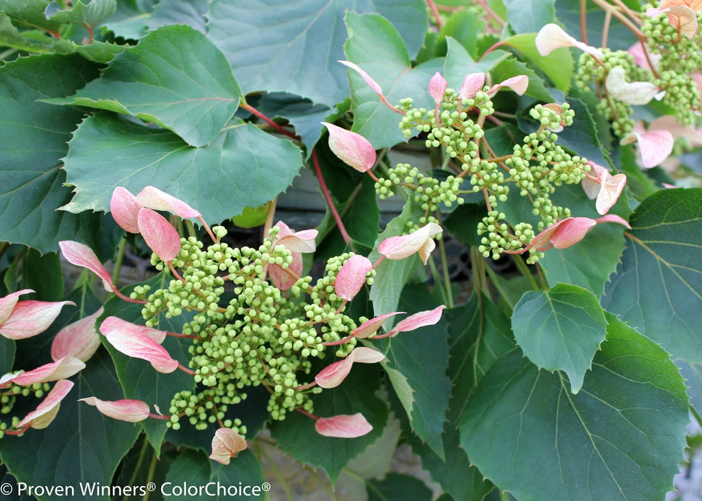 Rose Sensation False Hydrangea - 4" Pot - Schizophragma - Proven Winners - Image 2