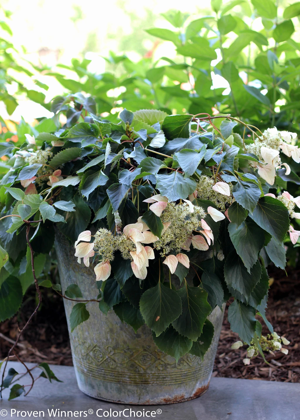 Rose Sensation False Hydrangea - 4" Pot - Schizophragma - Proven Winners - Image 3