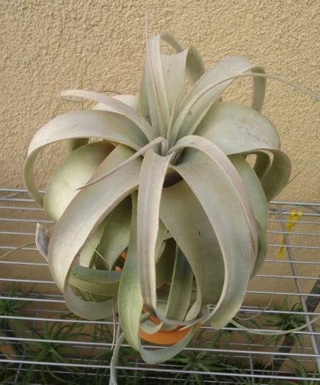Tillandsia Xerographica XL 8"-12" Air Plants - Image 2