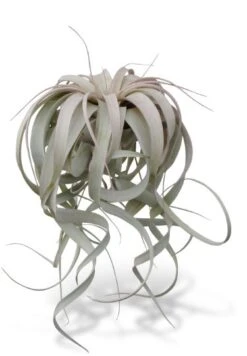 Tillandsia Xerographica XL 8"-12" Air Plants