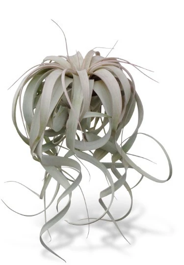 Tillandsia Xerographica XL 8"-12" Air Plants