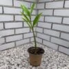 Zamioculcas ZZ Plant - 3.5 Inch Pot