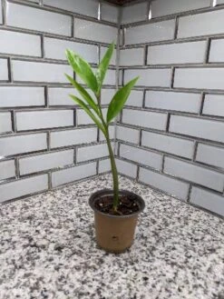 Zamioculcas ZZ Plant - 3.5 Inch Pot