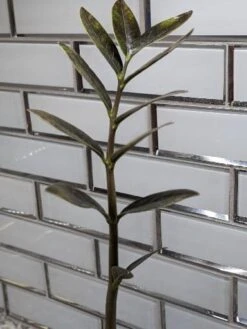 Zamioculcas ZZ Plant Cutting