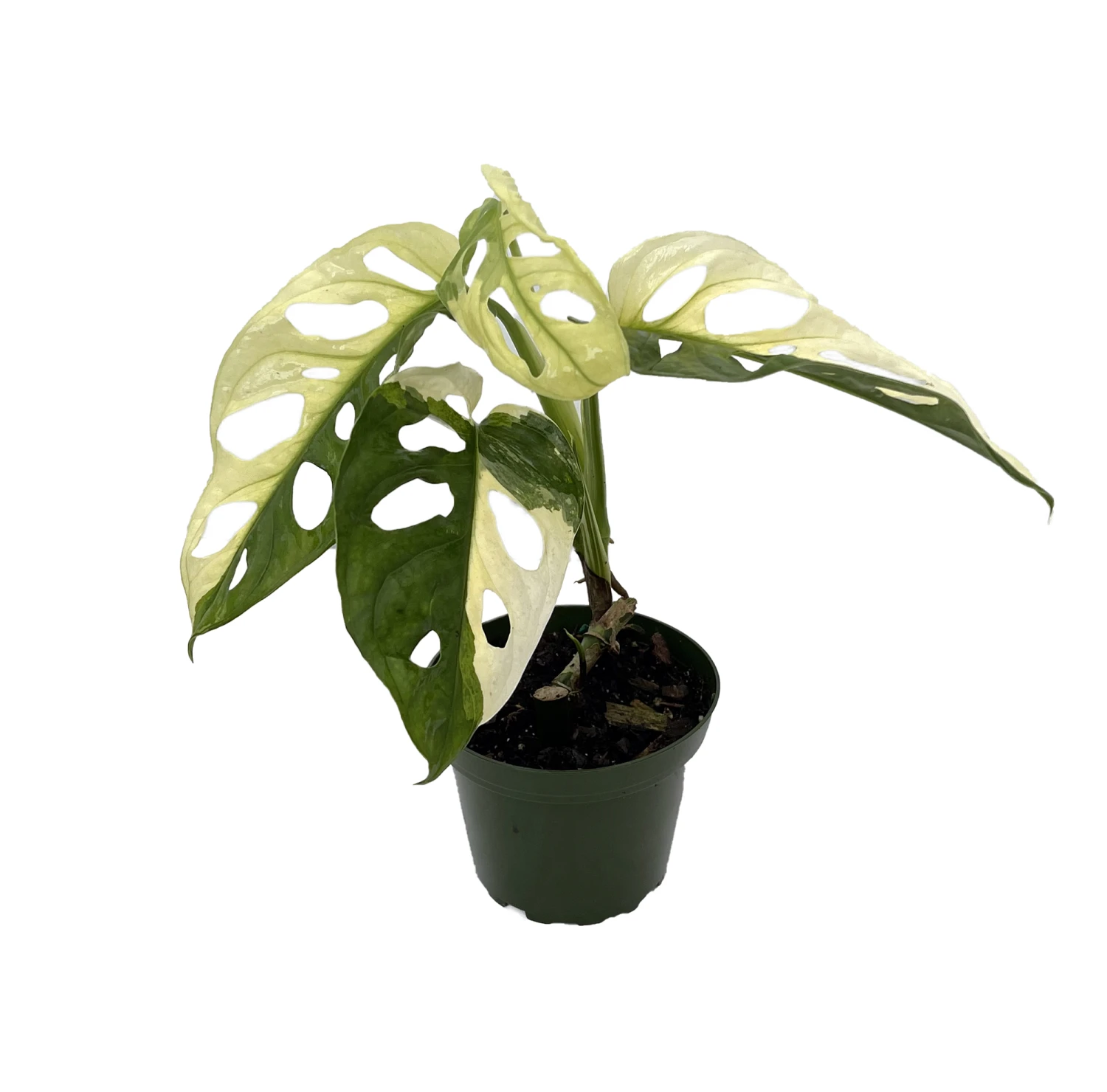 Exotic Variegated Swiss Cheese Plant - Monstera Adansonii Var - 4" Pot - Image 2
