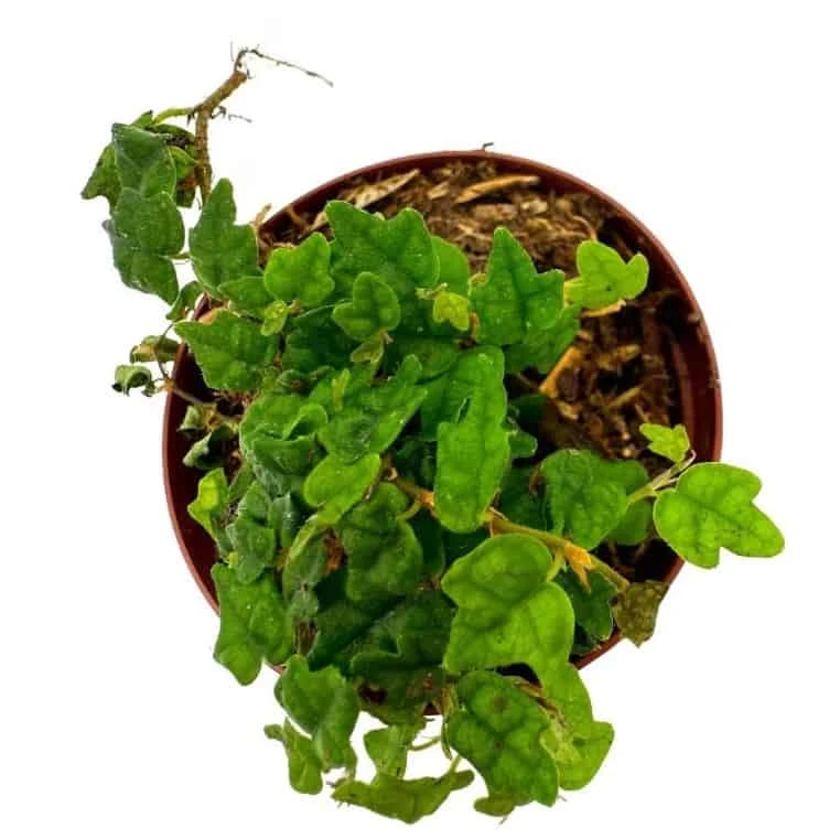 String Of Frogs, In A 2 Inch Pot, Frog Feet Plant, Ficus Pumila Quercifolia, Oakleaf Creeping Fig - Image 6
