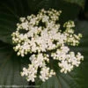 Shiny Dancer™ Viburnum - 4" Pot - Proven Winners