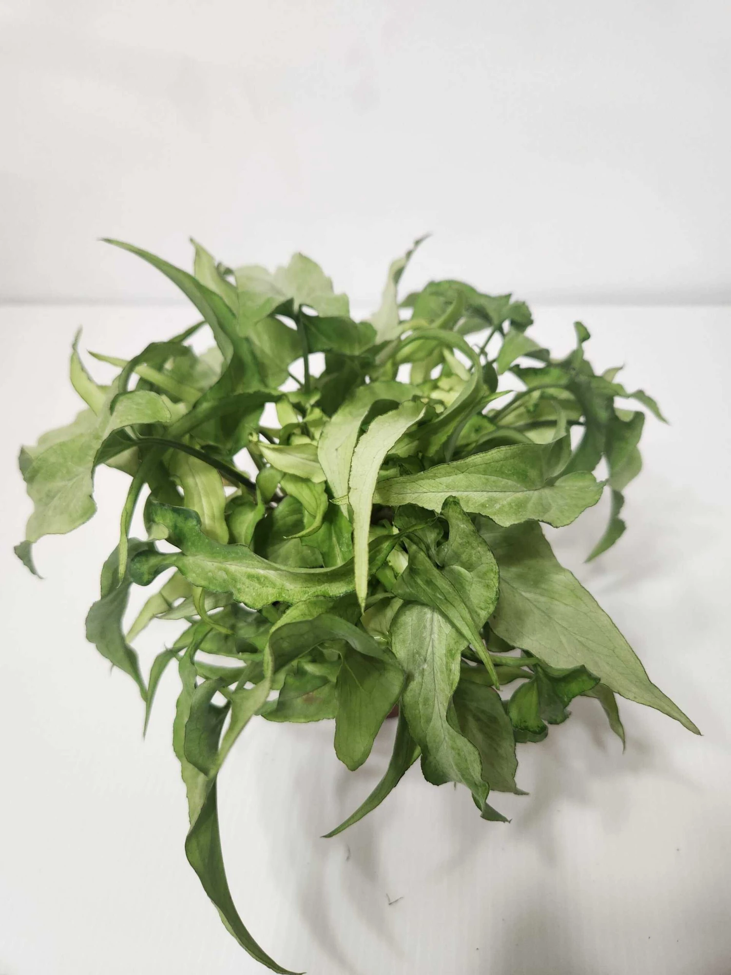 4" Syngonium Silver Fox