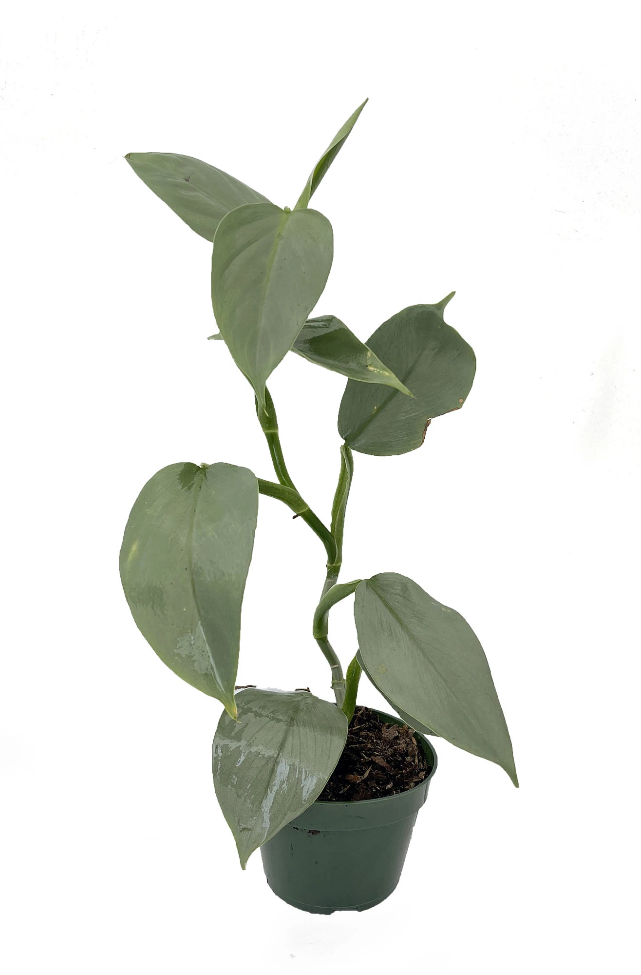 Rare Silver Sword Philodendron Hastatum - 4" Pot