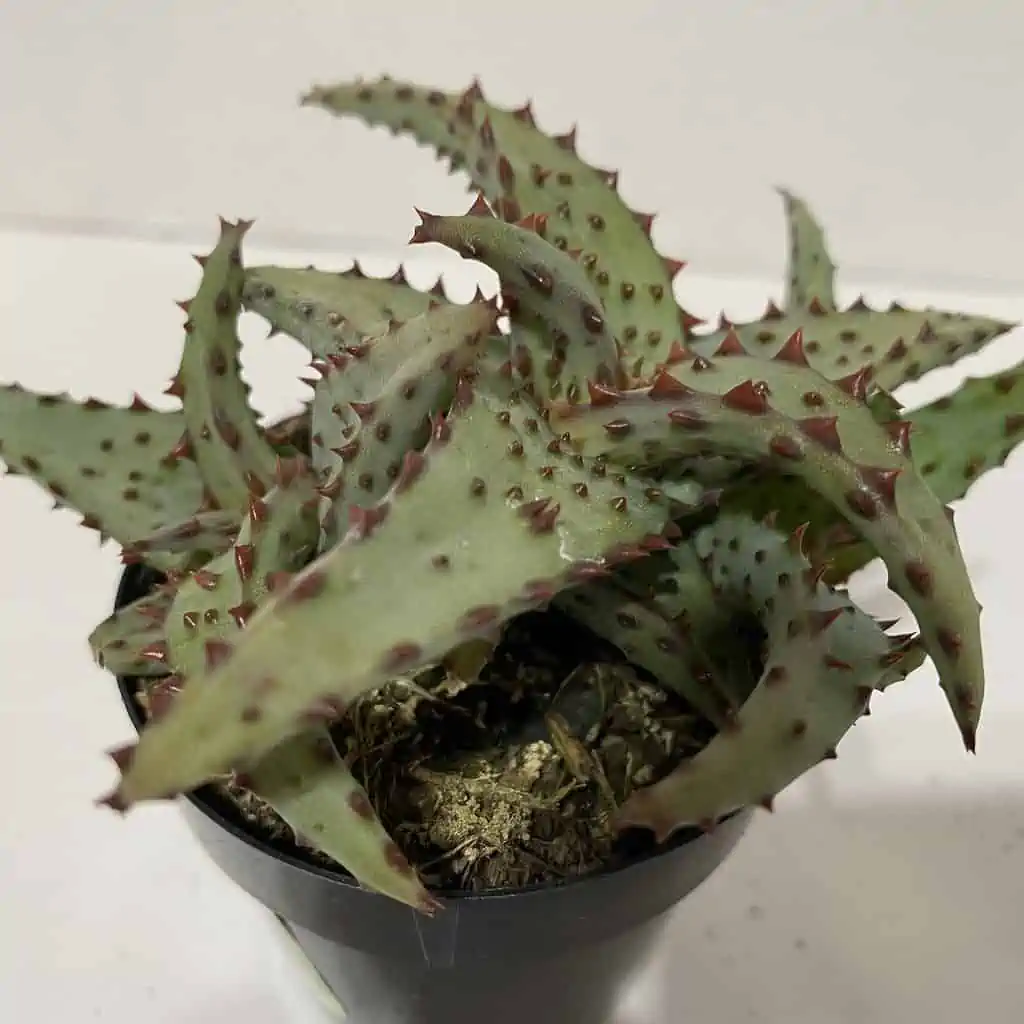 Small Succulent Plant - Aloe Castilloniae.. An Extremely Rare And Unique Aloe. A Beautifully Different Shape And Color - Image 10