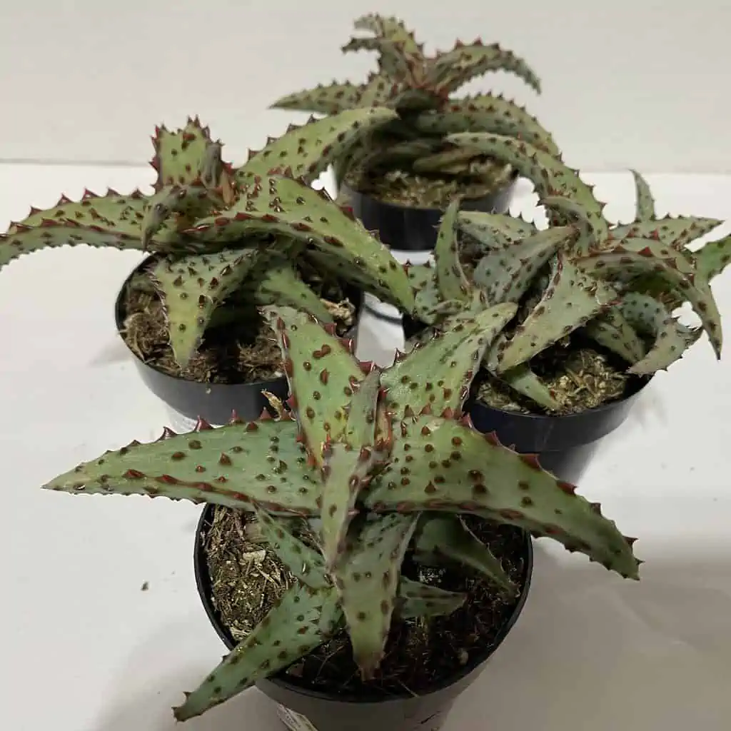 Small Succulent Plant - Aloe Castilloniae.. An Extremely Rare And Unique Aloe. A Beautifully Different Shape And Color - Image 2