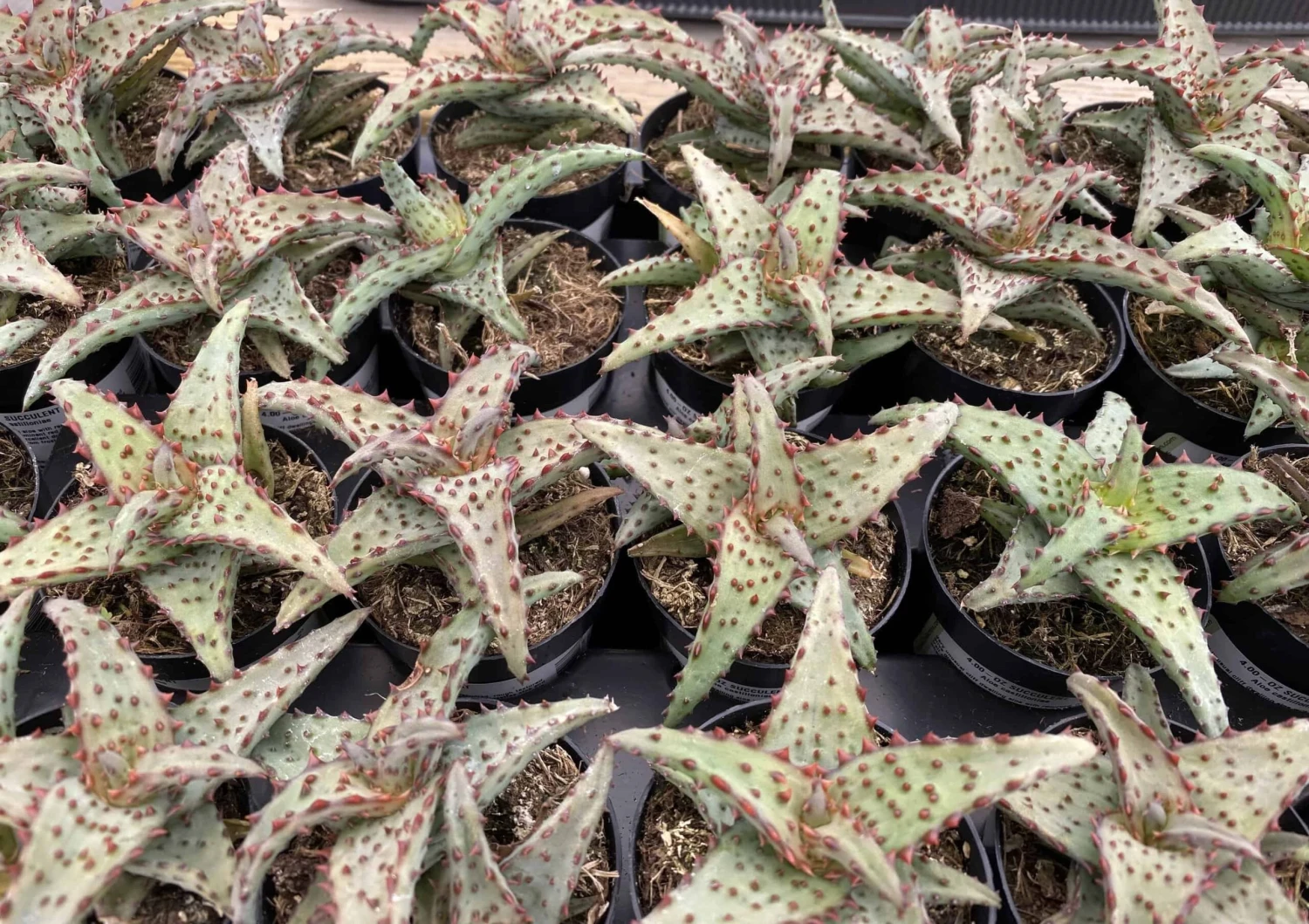 Small Succulent Plant - Aloe Castilloniae.. An Extremely Rare And Unique Aloe. A Beautifully Different Shape And Color - Image 9
