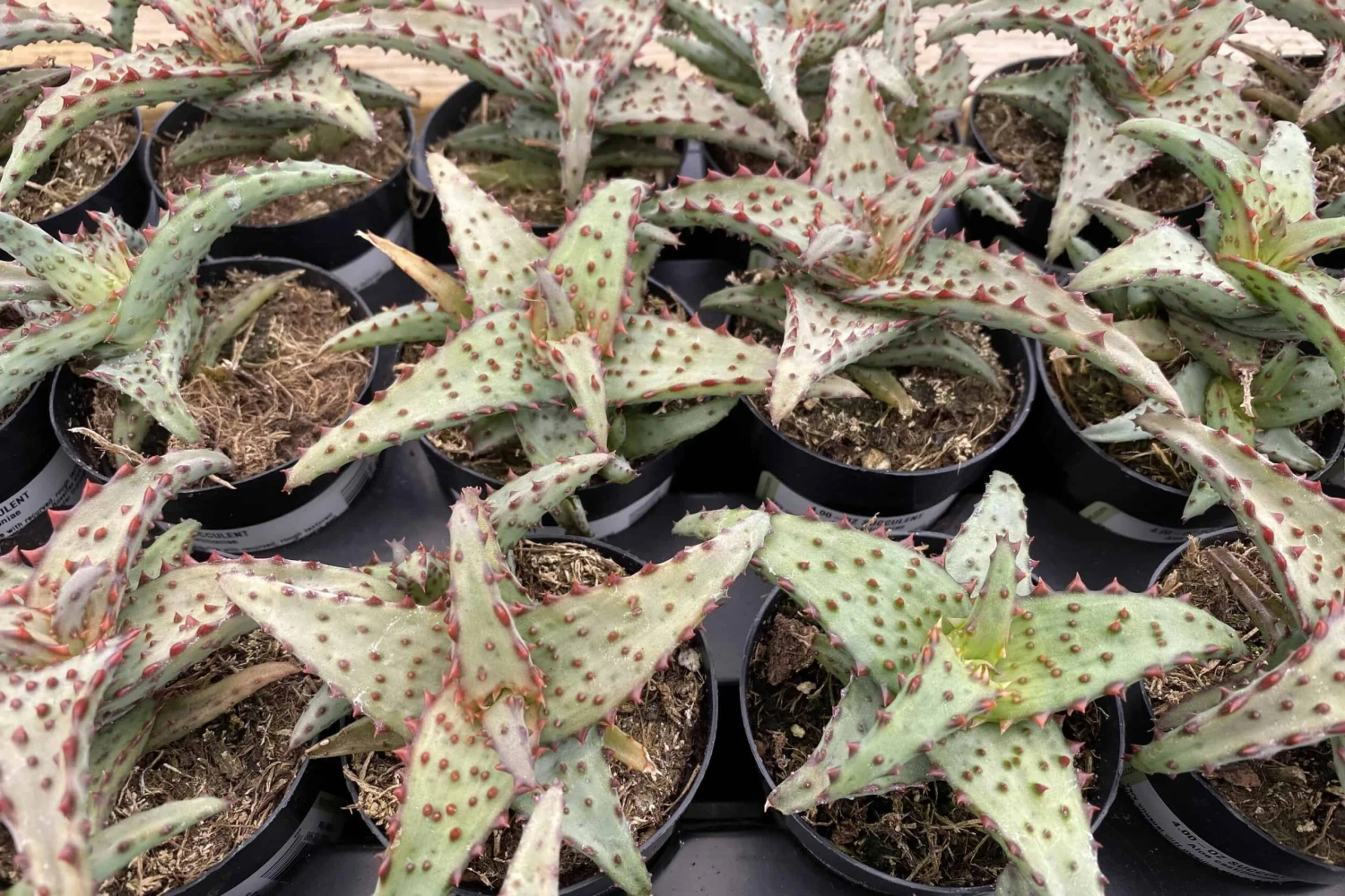 Small Succulent Plant - Aloe Castilloniae.. An Extremely Rare And Unique Aloe. A Beautifully Different Shape And Color - Image 8