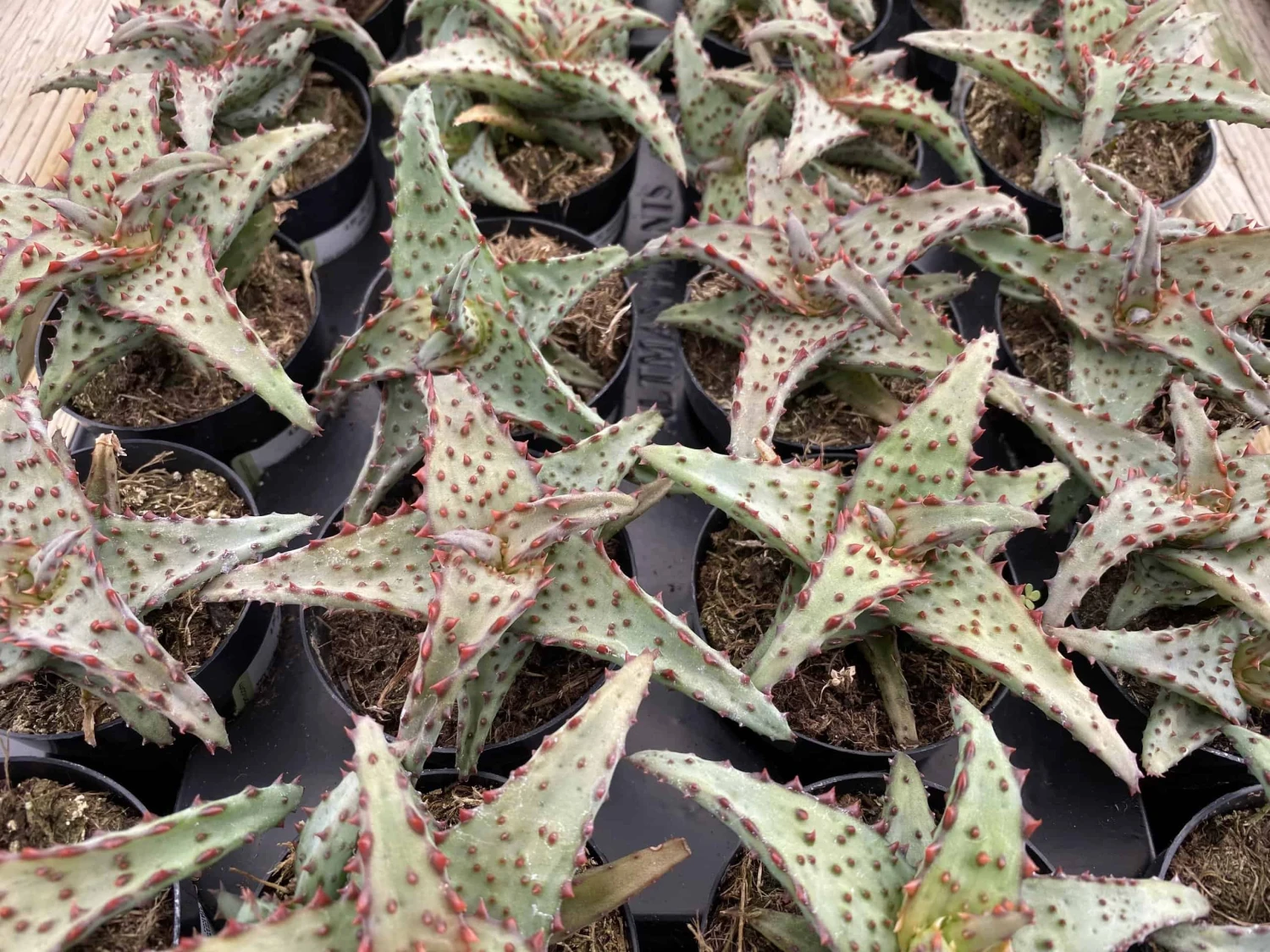 Small Succulent Plant - Aloe Castilloniae.. An Extremely Rare And Unique Aloe. A Beautifully Different Shape And Color - Image 7