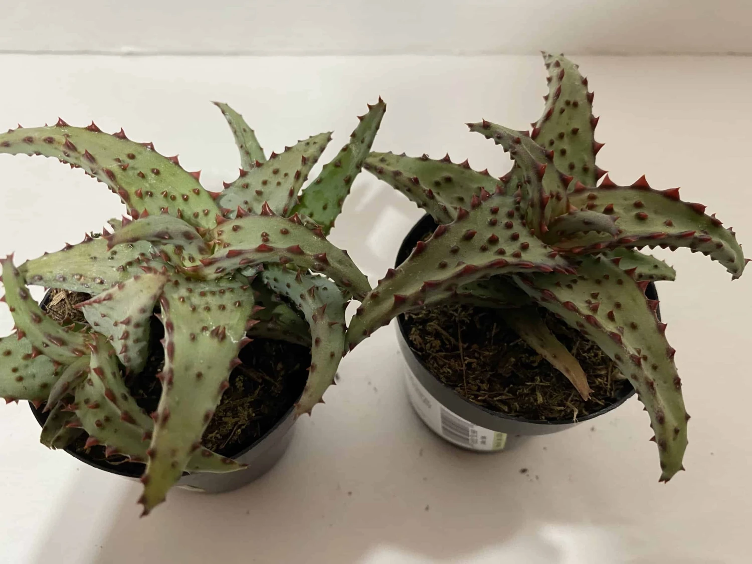 Small Succulent Plant - Aloe Castilloniae.. An Extremely Rare And Unique Aloe. A Beautifully Different Shape And Color - Image 6