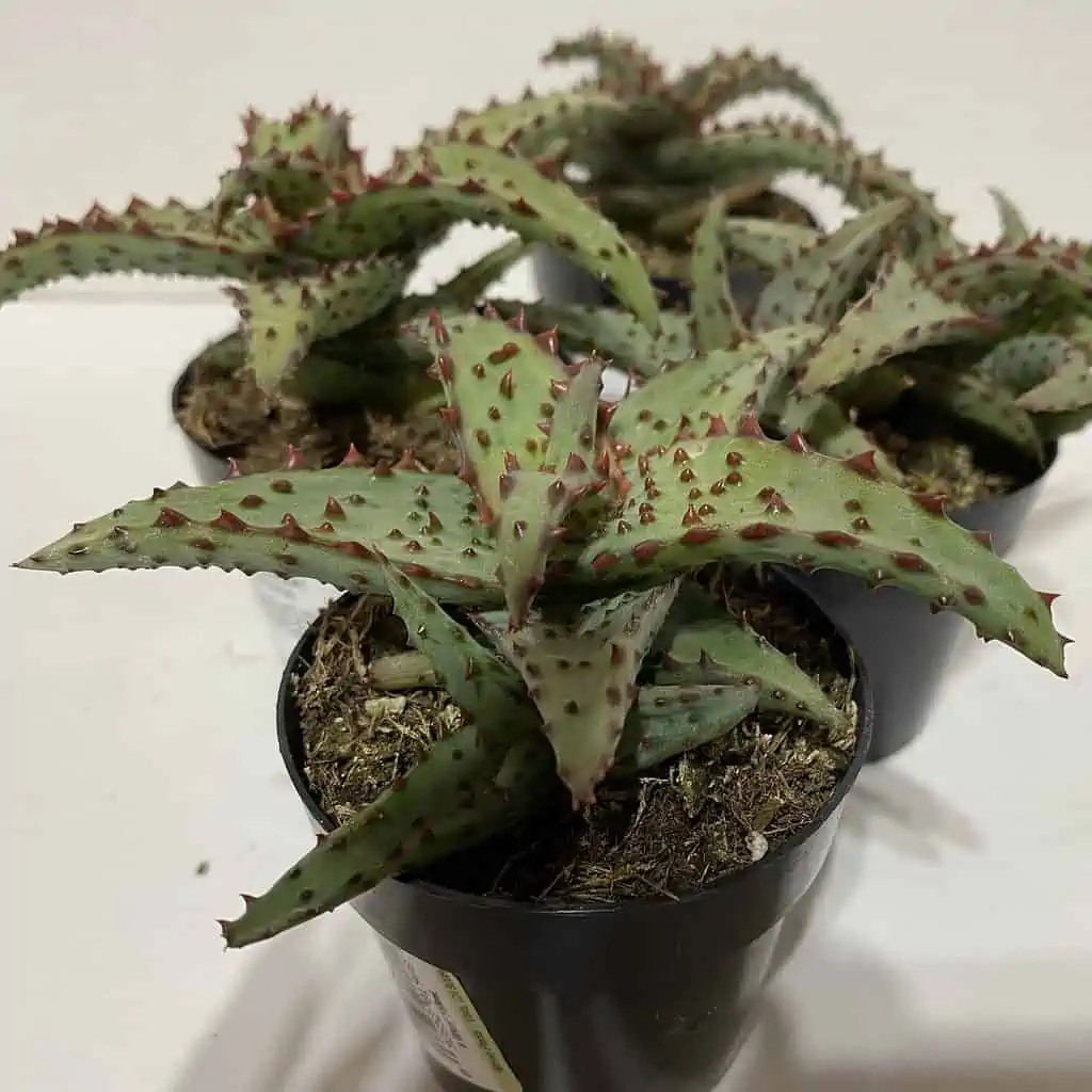 Small Succulent Plant - Aloe Castilloniae.. An Extremely Rare And Unique Aloe. A Beautifully Different Shape And Color - Image 11