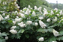 Snow Queen Oakleaf Hydrangea - 4" Pot - White Blooms