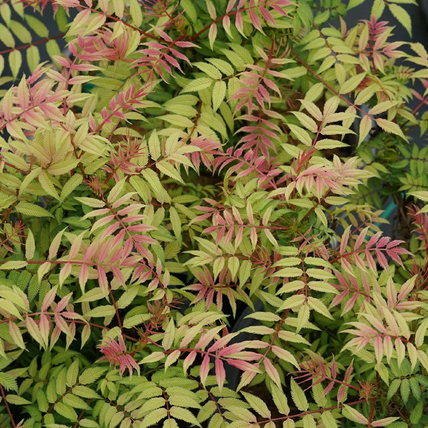 Mr. Mustard™ - False Spiraea - Sobaria Sorbifolia - Proven Winners - 4" Pot - Image 2