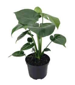 Hirt's® Split Leaf Philodendron 6" Pot - Monstera - Edible Fruit Pineapple Taste