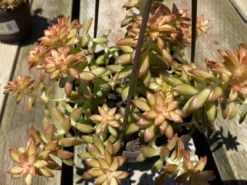 Mature Succulent Plant Sedum Adolphi 'Shooting Star'.