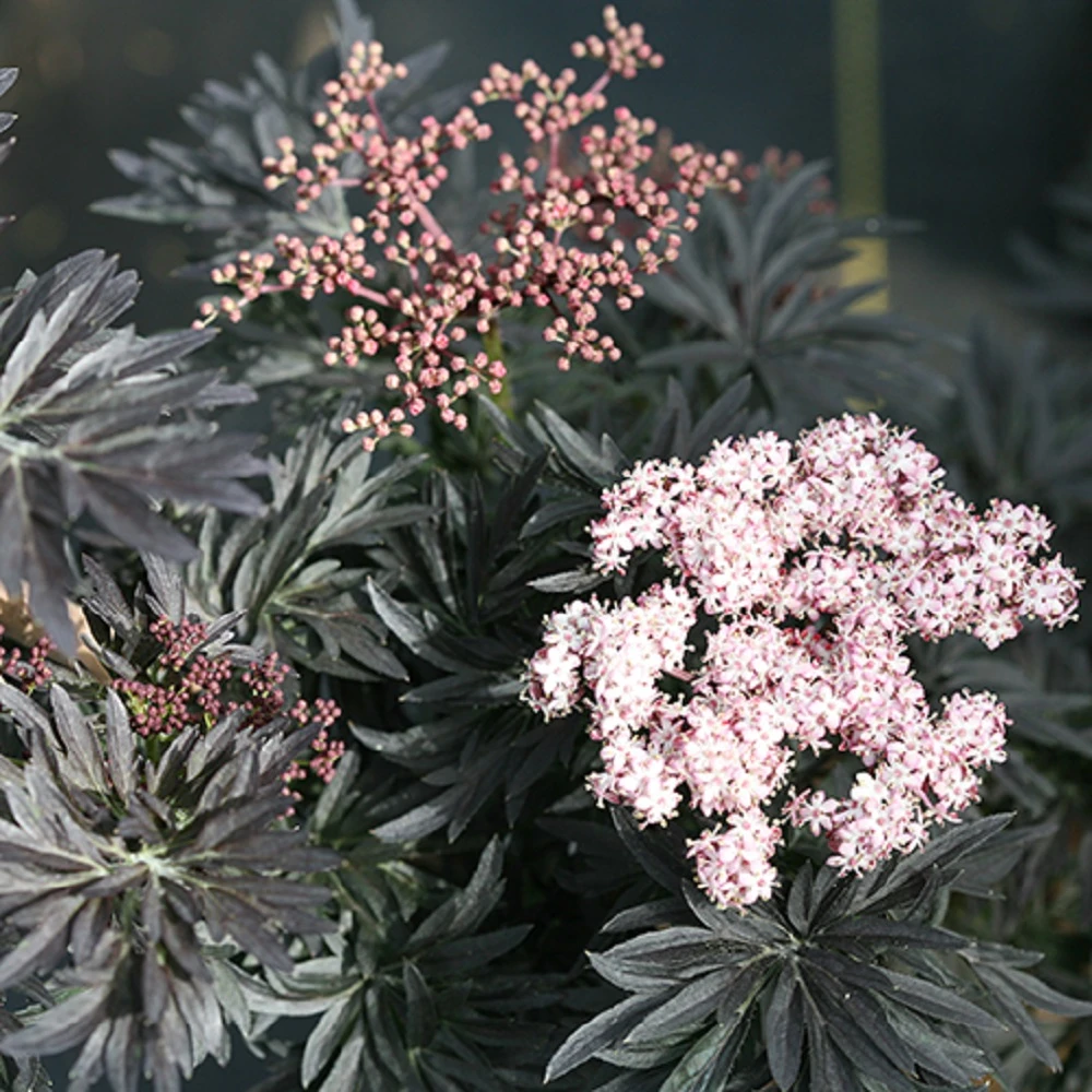 Laced UpĀ® Elderberry - 4" Pot - Sambucus - Proven Winners