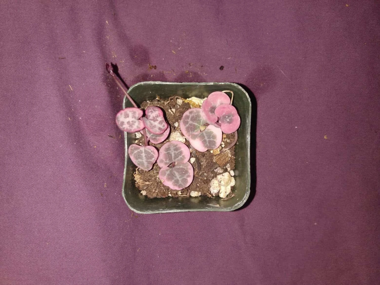 Soul Peace Bundle-String Of Hearts Variegated