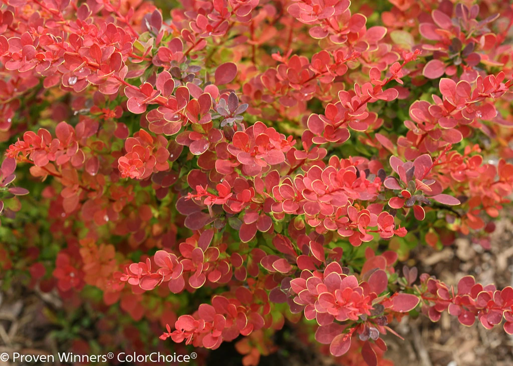 SUNJOY® TANGELO™ Berberis Thunbergii- Outside Or Bonsai - Proven Winners - 4" Pot - Image 2
