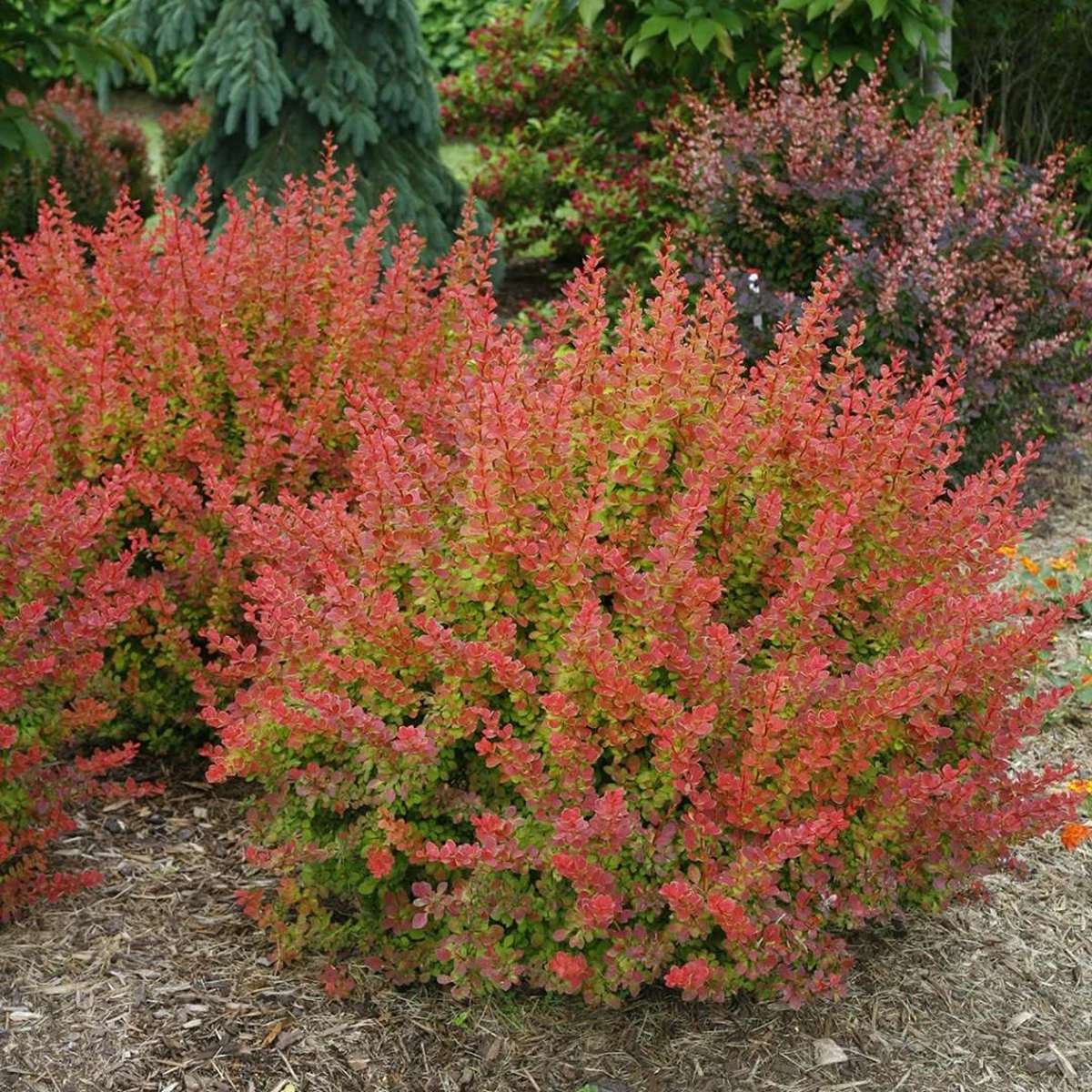 SUNJOY® TANGELO™ Berberis Thunbergii- Outside Or Bonsai - Proven Winners - 4" Pot