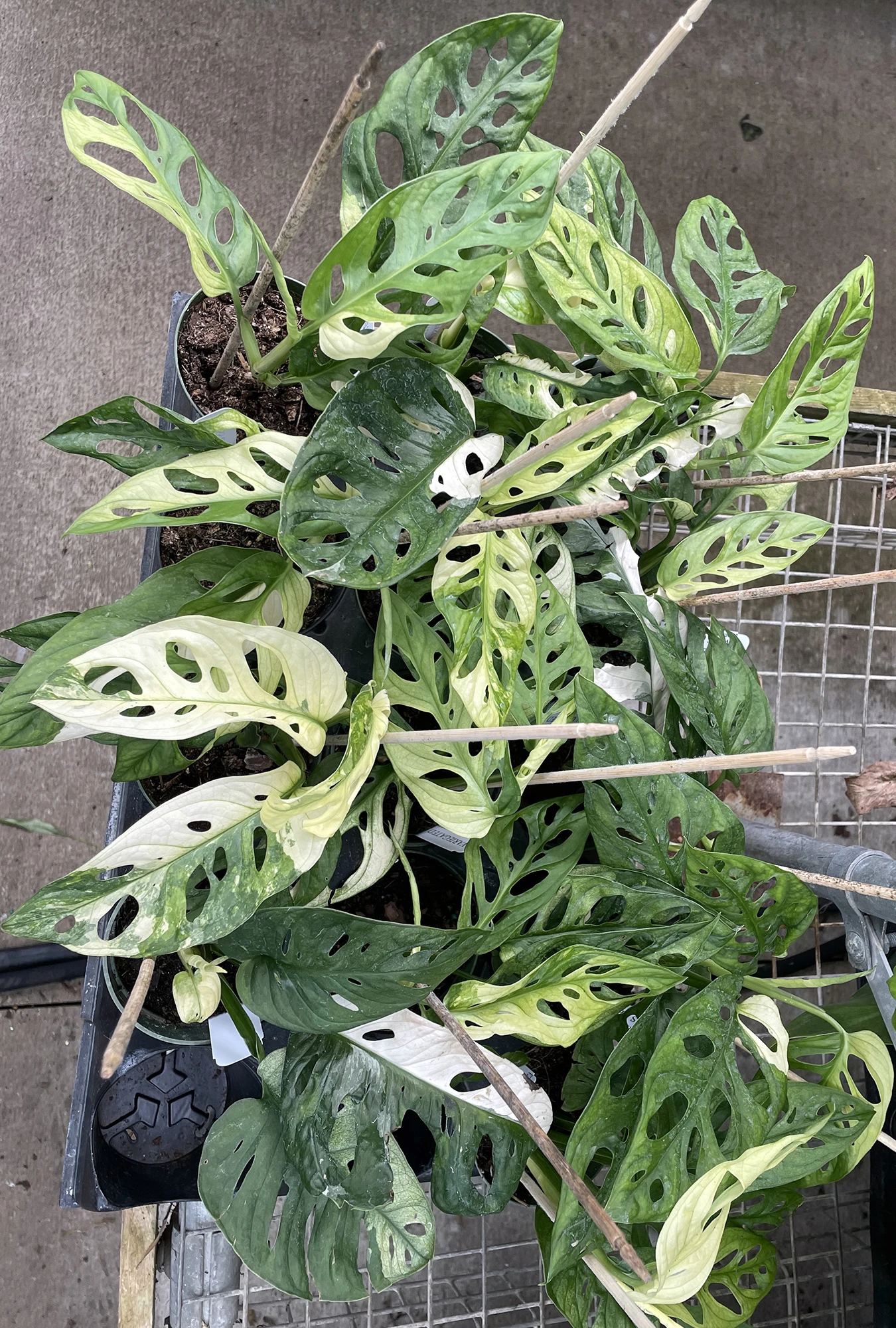 Exotic Variegated Swiss Cheese Plant - Monstera Adansonii Var - 4" Pot - Image 3