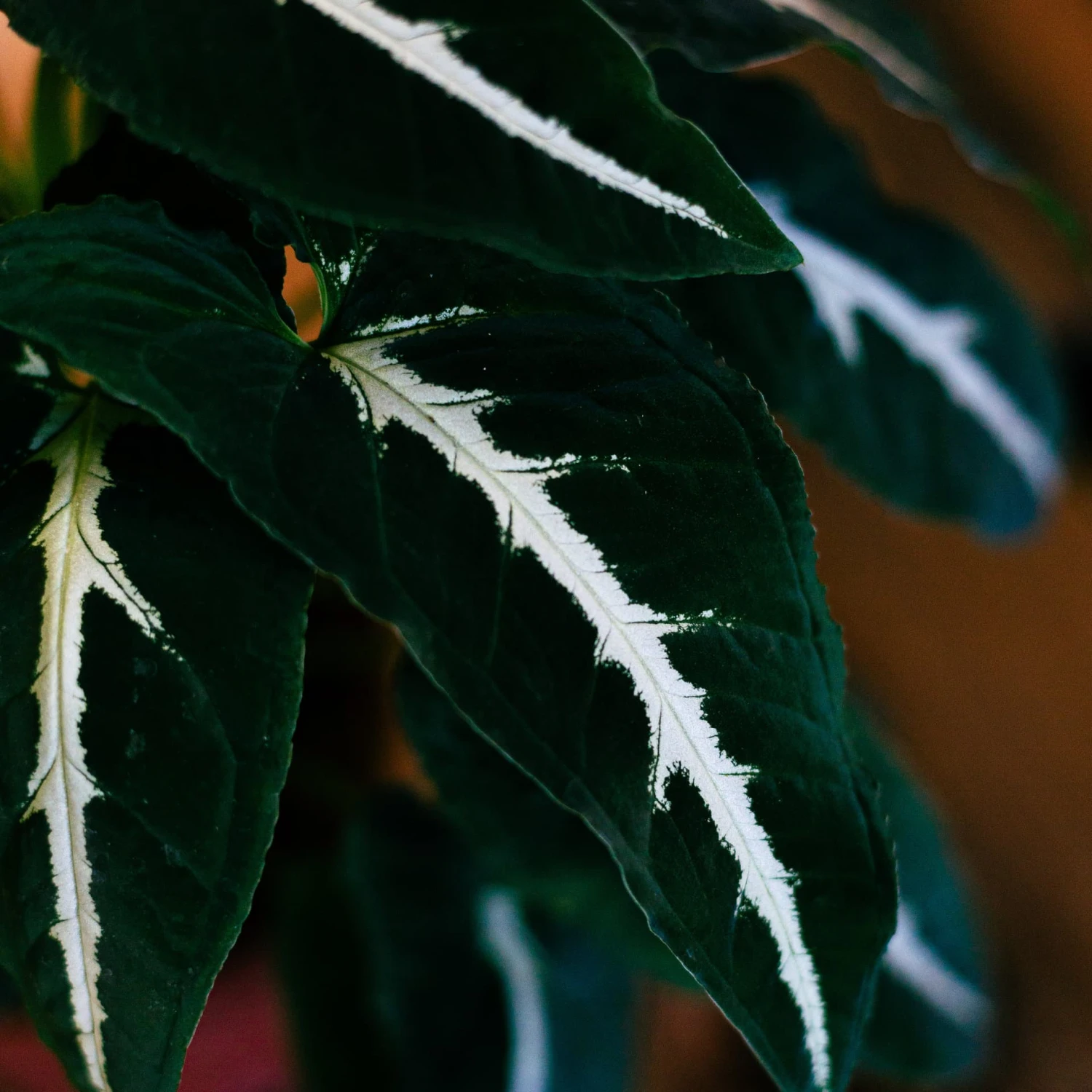 Syngonium Wendlandii 4" - Image 2