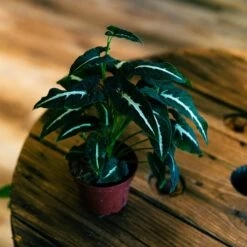 Syngonium Wendlandii 4"