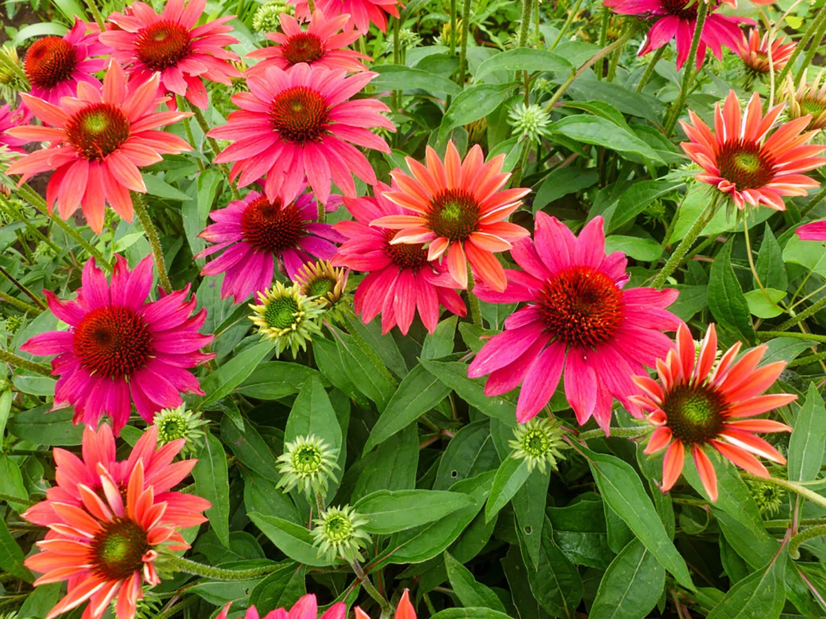 Sombrero® Tres Amigos Coneflower Perennial - Echinacea - Gallon Pot