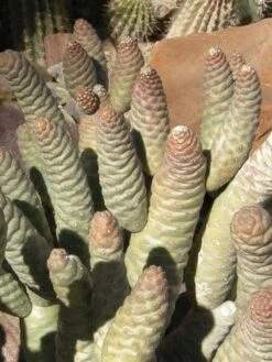 Cactus- Tephrocactus Articulatus Var Strobiliformis