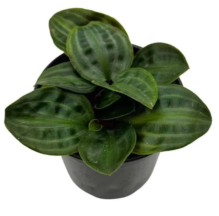 Seersucker Plant, In A 4 Inch Pot, Geogenanthus Poeppigii, Striped And Rippled Leaf Plant