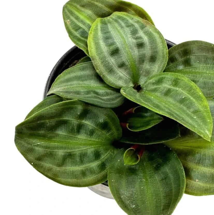 Seersucker Plant, In A 4 Inch Pot, Geogenanthus Poeppigii, Striped And Rippled Leaf Plant - Image 4