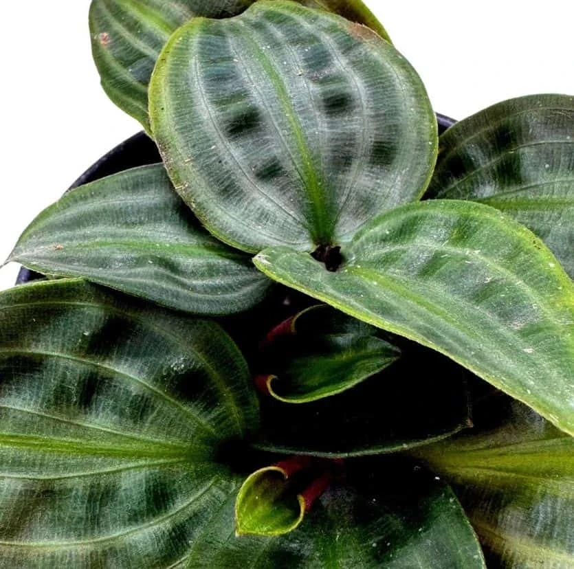 Seersucker Plant, In A 4 Inch Pot, Geogenanthus Poeppigii, Striped And Rippled Leaf Plant - Image 6