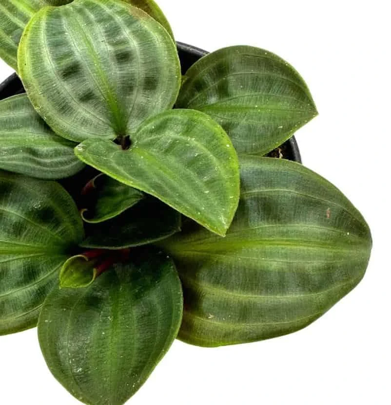 Seersucker Plant, In A 4 Inch Pot, Geogenanthus Poeppigii, Striped And Rippled Leaf Plant - Image 7