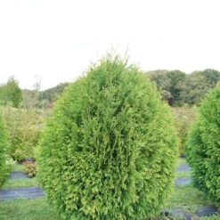 CHEER DROPS® Arborvitae - Thuja - Proven Winners - 4" Pot