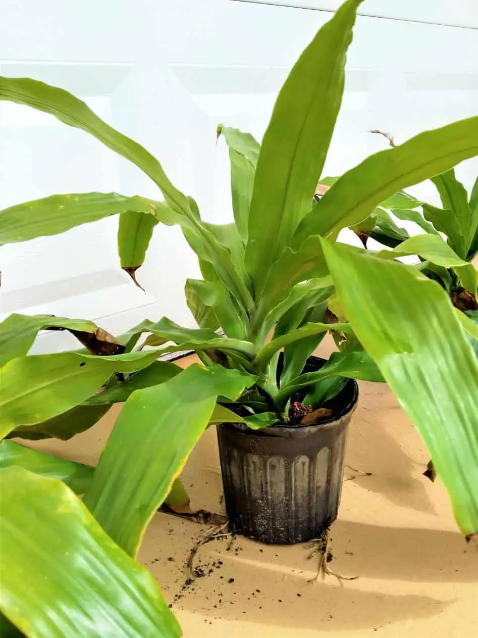 Dracaena Fragrans Corn Plant Ships Free - Image 2