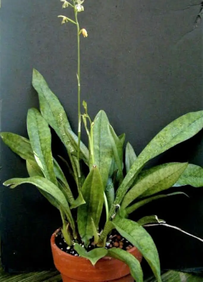 African Spotted Monk Orchid Ships Free - Image 2