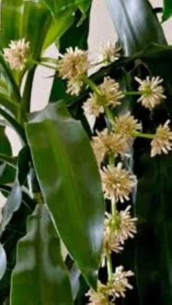 Dracaena Fragrans Corn Plant Ships Free